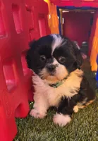 Girl Teal, a female Shichon for sale in Chesapeake, VA – 5 of 10