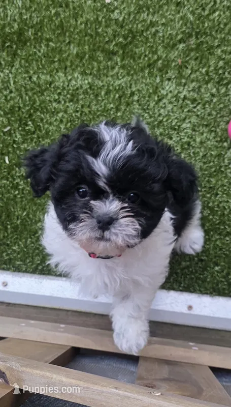 Red  Girl – Shichon puppy for sale in Chesapeake, VA
