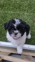 Ruby Red, a female Shichon for sale in Chesapeake, VA – 1 of 9