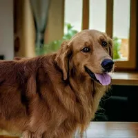 AKC Golden- Summer, a female Golden Retriever for sale in Chesapeake, VA – Photo 7 of 9