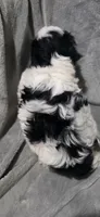 Joey- Teddy Bear, a male Shichon for sale in Chesapeake, VA – 3 of 10