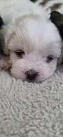 Shichon purple girl, a female Shichon for sale in Chesapeake, VA – 3 of 8