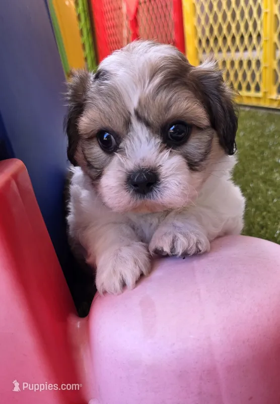 Shichon lime boy – Shichon puppy for sale in Chesapeake, VA