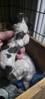COOKIE- Teddy Bear , a male Shichon for sale in Chesapeake, VA – Photo 6 of 9