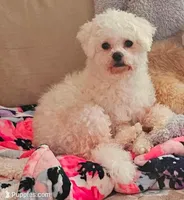 COOKIE- Teddy Bear , a male Shichon for sale in Chesapeake, VA – Photo 8 of 9