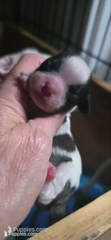 COOKIE- Teddy Bear  – Shichon puppy on hold in Chesapeake, VA