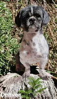 COOKIE- Teddy Bear , a male Shichon for sale in Chesapeake, VA – Photo 9 of 9