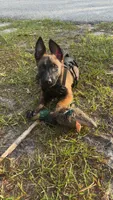 Dex, a male Belgian Malinois for sale in Sebastian, FL – Photo 3 of 5