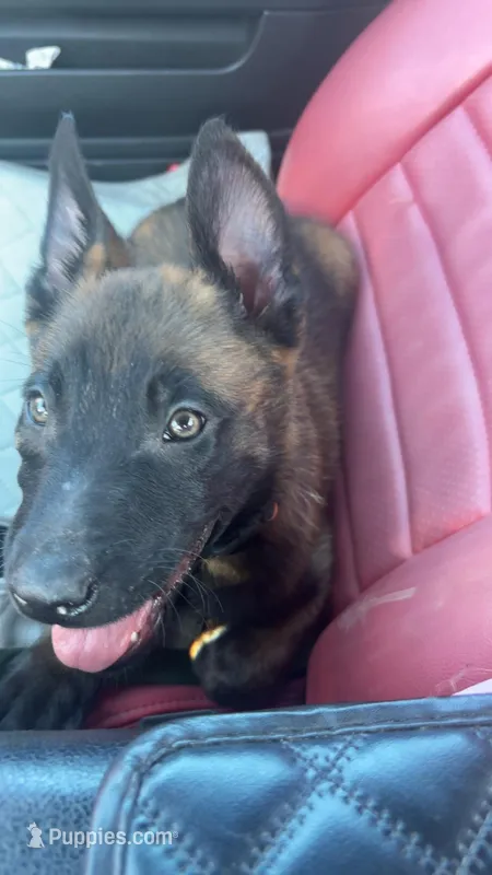 Dex – Belgian Malinois puppy for sale in Sebastian, FL