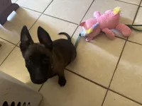 Dex, a male Belgian Malinois for sale in Sebastian, FL – Photo 4 of 5