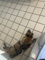 Dex, a male Belgian Malinois for sale in Sebastian, FL – Photo 5 of 5