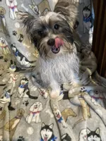 Jazzy, a female Yorkshire Terrier for sale in Abbeville, LA – 5 of 9