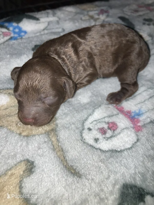 Rocky – Goldendoodle, Poodle - Toy  puppy for sale in Abbeville, LA