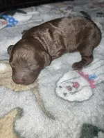 Rocky, a male Goldendoodle and Poodle - Toy  for sale in Abbeville, LA – 1 of 8