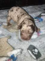 TOY Harley, a male Goldendoodle and Poodle - Toy  for sale in Abbeville, LA – 1 of 2