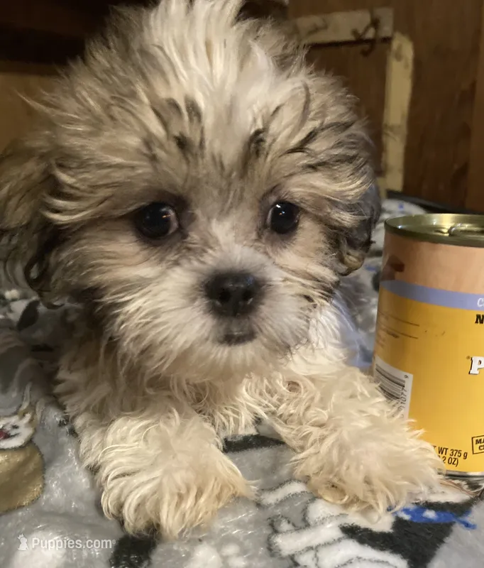 Sarge – Mal Shi puppy for sale in Abbeville, LA
