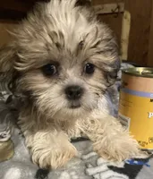 Sarge, a male Mal Shi for sale in Abbeville, LA – 1 of 4