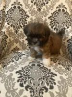 Rusty, a male Maltese for sale in Abbeville, LA – 3 of 6