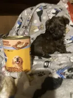 Copper, a male Maltese and Morkie for sale in Abbeville, LA – 3 of 4