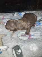 Rocky, a male Goldendoodle and Poodle - Toy  for sale in Abbeville, LA – 4 of 8