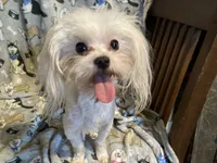 Pepper, a male Yorkshire Terrier and Morkie for sale in Abbeville, LA – 7 of 7