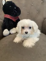 Casper , a male Maltese and Morkie for sale in Abbeville, LA – 5 of 5
