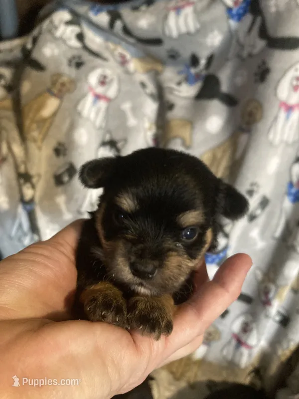 Meeka – Yorkshire Terrier, Morkie puppy for sale in Abbeville, LA