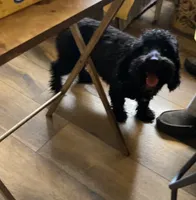 Rocky, a male Goldendoodle and Poodle - Toy  for sale in Abbeville, LA – 5 of 8