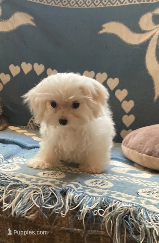 CasperSOLD – Maltese, Morkie puppy for sale in Abbeville, LA