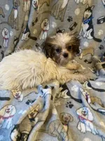 Mickey, a male Shih Tzu and Mal Shi for sale in Abbeville, LA – 4 of 9