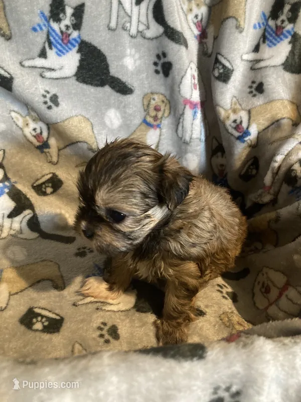 Rusty – Mal Shi puppy for sale in Abbeville, LA