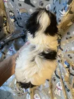 Sparky, a male Maltese and Morkie for sale in Abbeville, LA – 5 of 5