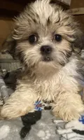 Mickey, a male Maltese and Mal Shi for sale in Abbeville, LA – 5 of 5
