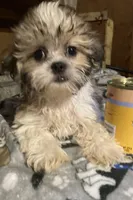 Sarge, a male Mal Shi for sale in Abbeville, LA – 3 of 4