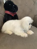 Casper , a male Maltese and Morkie for sale in Abbeville, LA – 3 of 5