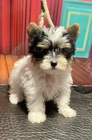 Jazzy, a female Yorkshire Terrier for sale in Abbeville, LA – 3 of 7