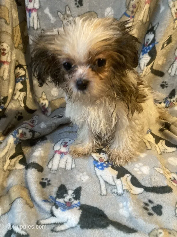 Mickey – Shih Tzu, Mal Shi puppy for sale in Abbeville, LA