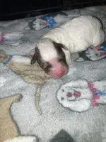 Bruiser, a male Poodle - Toy  and Miniature Goldendoodle for sale in Abbeville, LA – 3 of 4