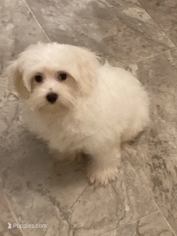 Ghost “BUSTER” – Maltese, Morkie puppy for sale in Abbeville, LA