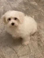 Ghost “BUSTER”, a male Maltese and Morkie for sale in Abbeville, LA – 1 of 7