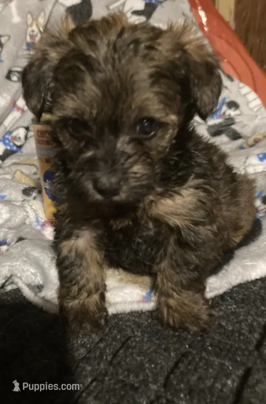 Copper – Morkie puppy for sale in Abbeville, LA