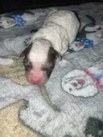 Bruiser, a male Poodle - Toy  and Miniature Goldendoodle for sale in Abbeville, LA – 2 of 4