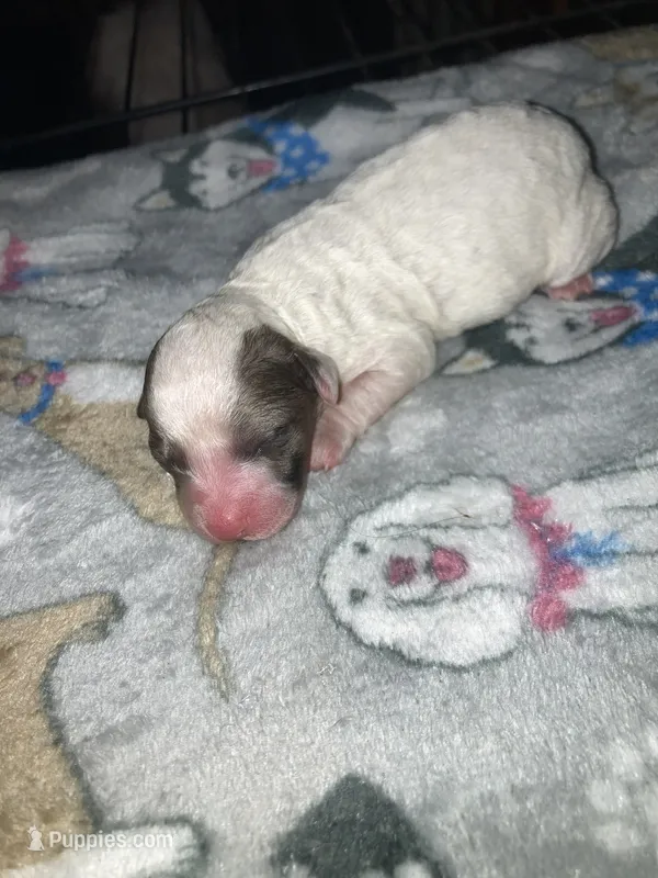 Bruiser – Poodle - Toy , Miniature Goldendoodle puppy for sale in Abbeville, LA