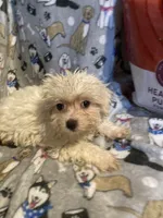Casper , a male Yorkshire Terrier and Morkie for sale in Abbeville, LA – 4 of 4