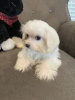 CasperSOLD, a male Maltese and Morkie for sale in Abbeville, LA – 5 of 6