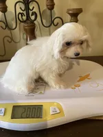 CasperSOLD, a male Maltese and Morkie for sale in Abbeville, LA – 2 of 6