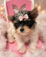 Jazzy, a female Yorkshire Terrier for sale in Abbeville, LA – 4 of 7