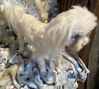 Sassy Girl, a female Yorkshire Terrier and Morkie for sale in Abbeville, LA – 3 of 3