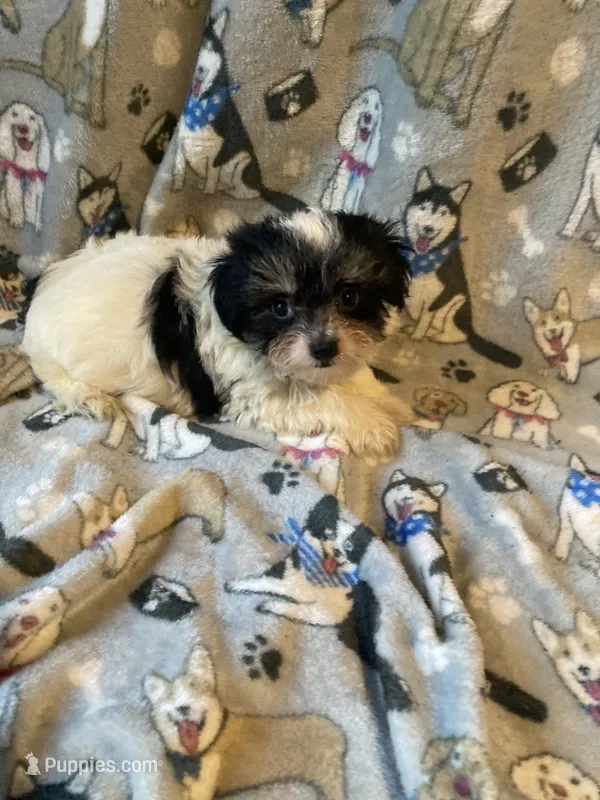 Sassy Girl – Yorkshire Terrier, Morkie puppy for sale in Abbeville, LA