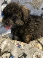Copper, a male Morkie for sale in Abbeville, LA – 2 of 4